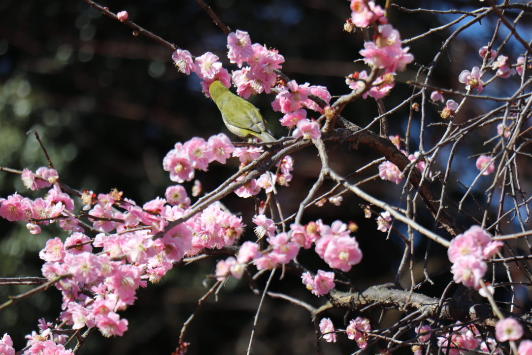 小江戸川越で春の訪れ いま 川越八幡宮の梅が見頃です 手作り指輪 ペアリング 結婚指輪のついぶ川越工房